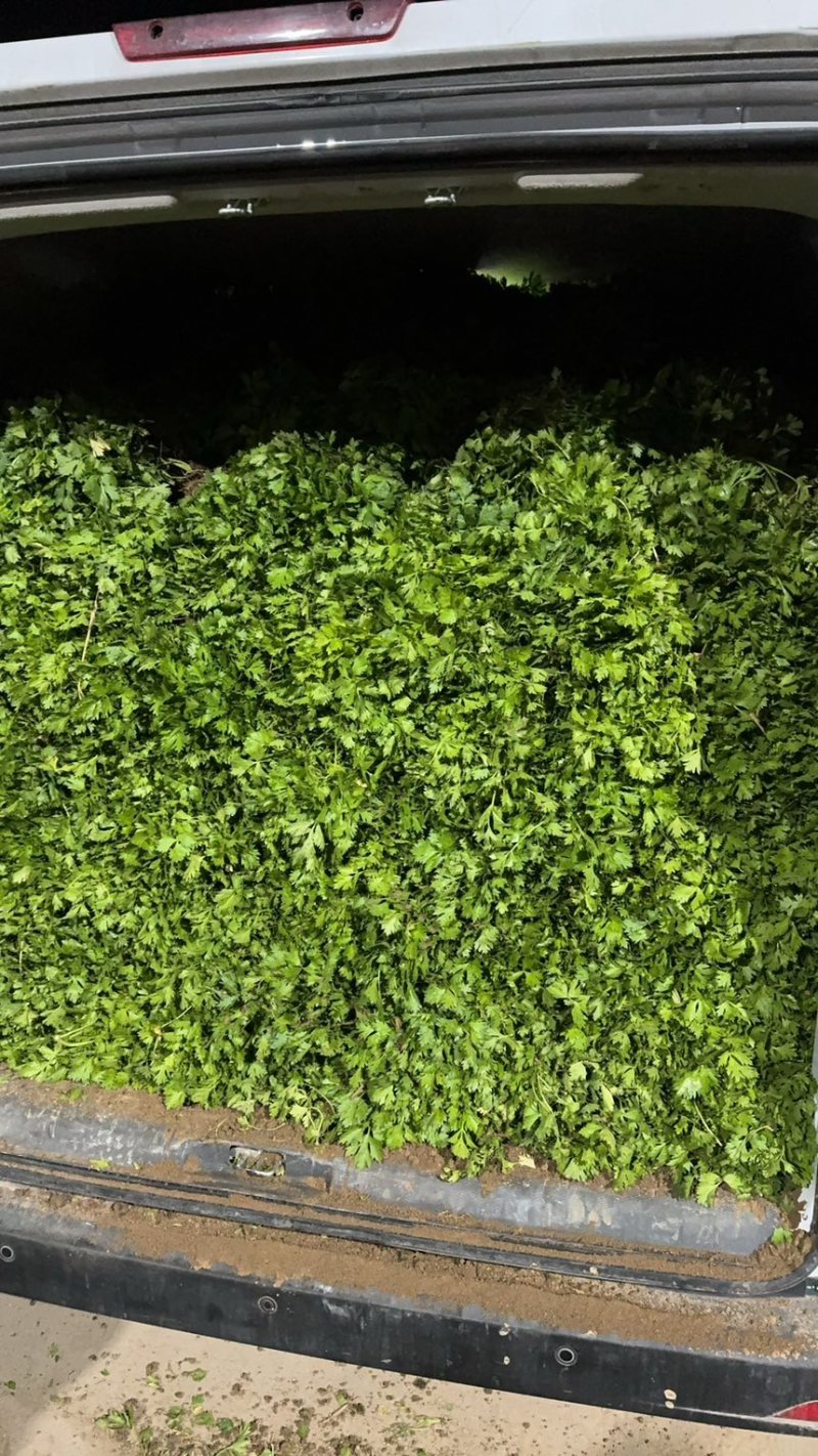 优质芹菜苗！大量上市