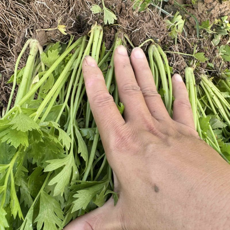 优质芹菜苗！大量上市