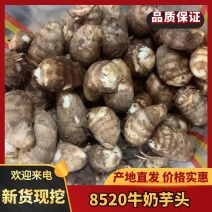 牛奶芋头口感软糯小芋头8520芋头山东产地直发