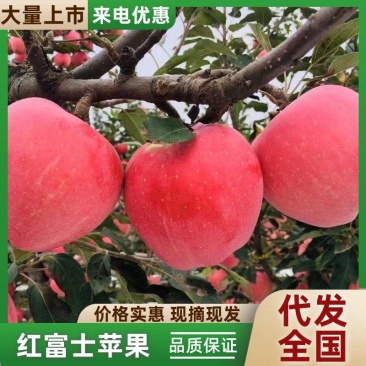 正宗山东红星苹果现摘品质保证量大从优代发全国