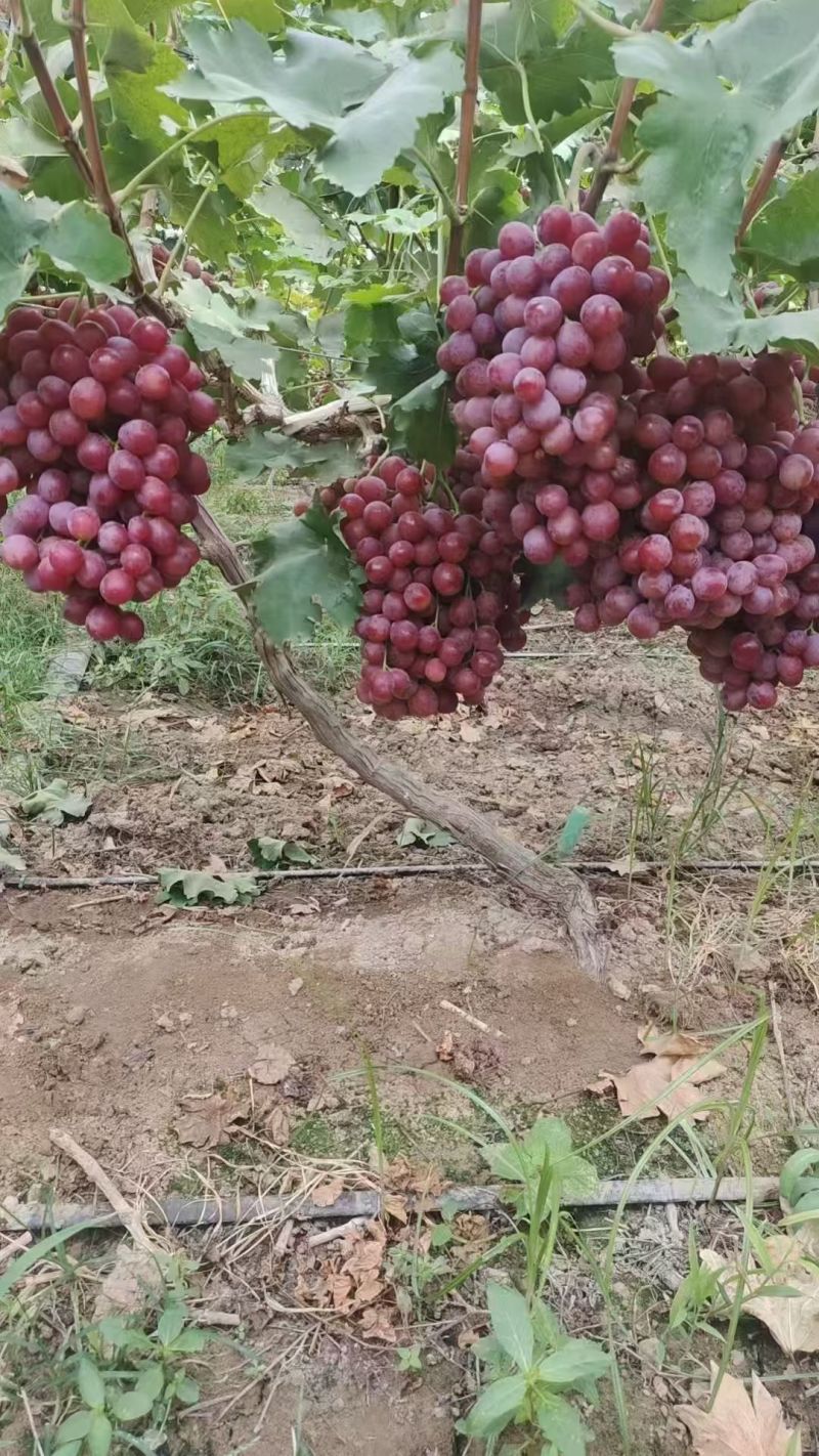 新郁葡萄现货供应欢迎采购