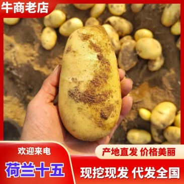 精品土豆黄皮黄心荷兰十五土豆产地直发可视频看货