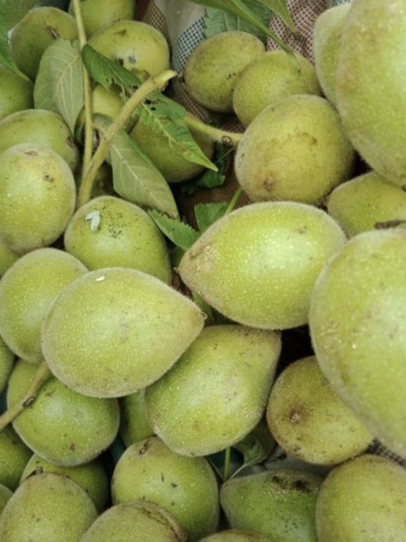 野生山核桃