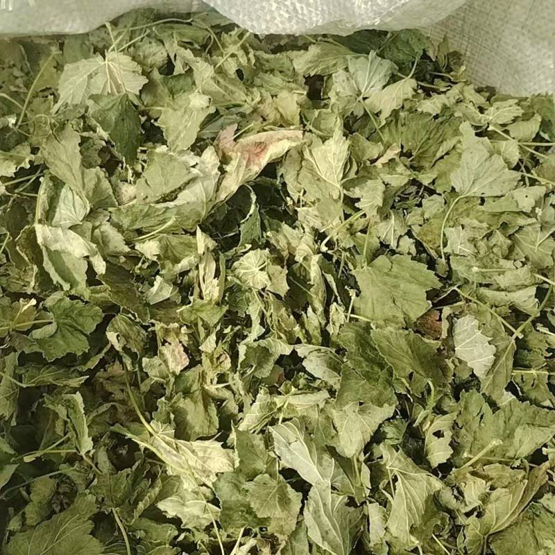 黑加仑叶，东北基地直发，量大从优，价格美丽，欢迎来电