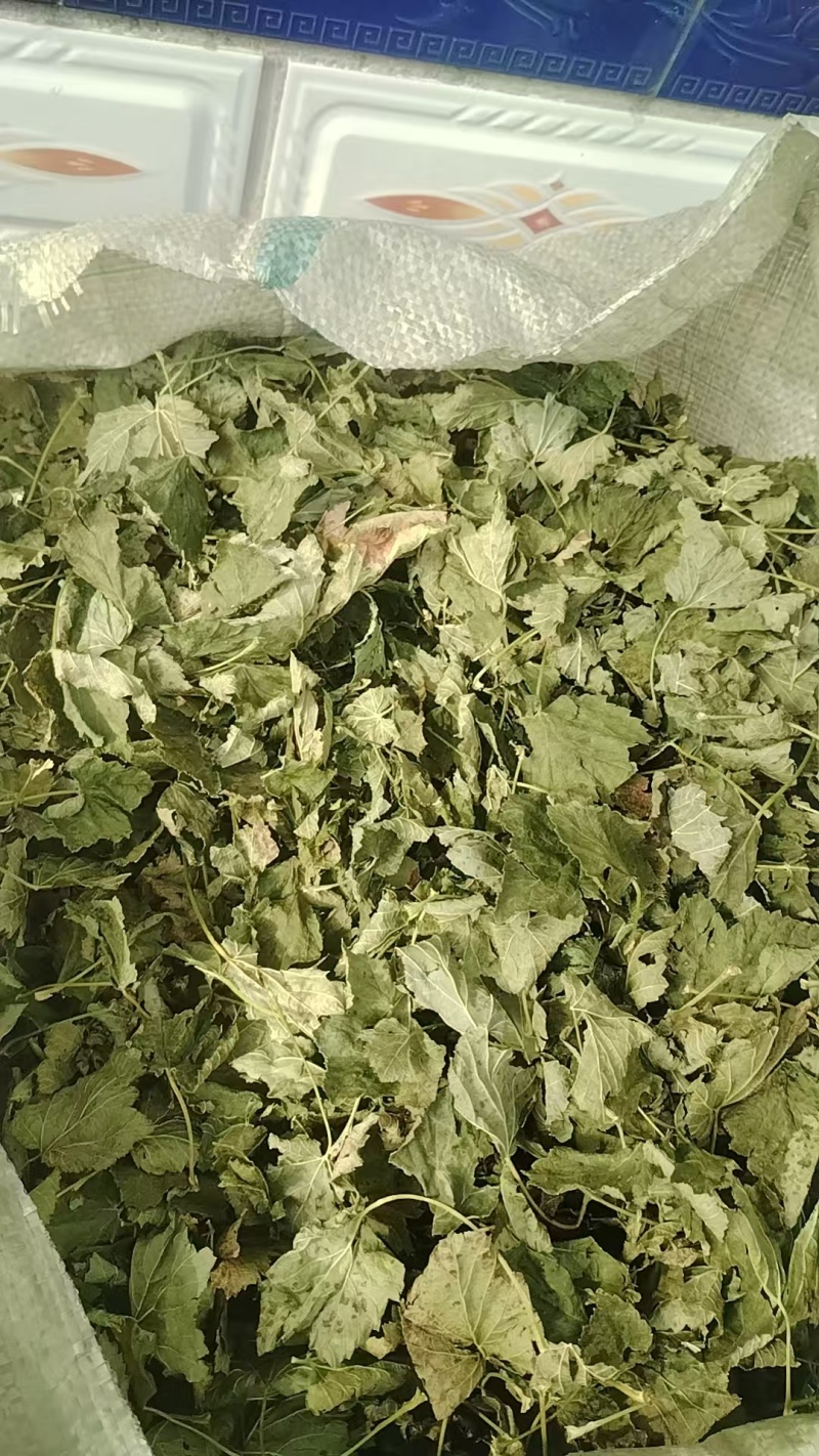 黑加仑叶，东北基地直发，量大从优，价格美丽，欢迎来电