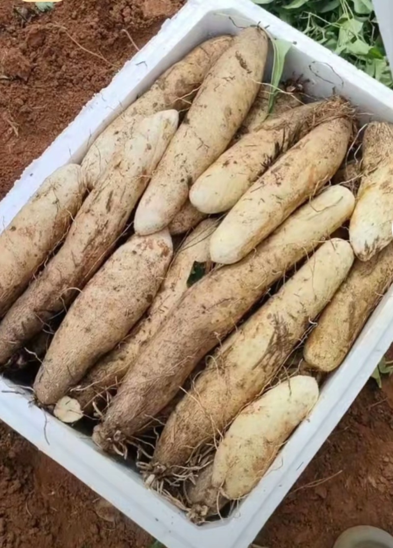 灵芝山药