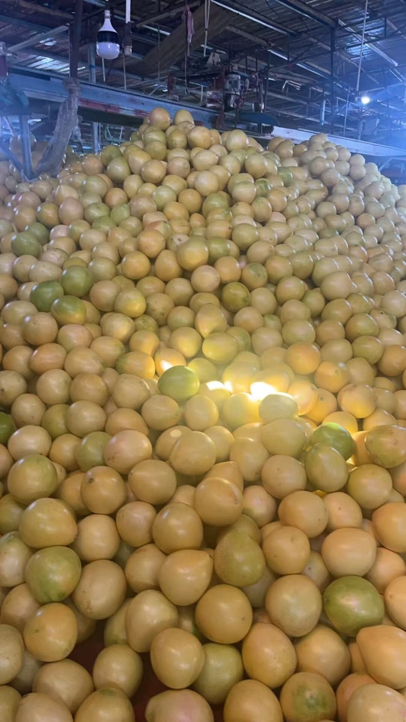 精品套袋三红蜜柚