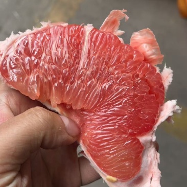 精品套袋三红蜜柚