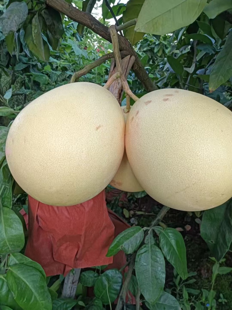 精品套袋三红蜜柚