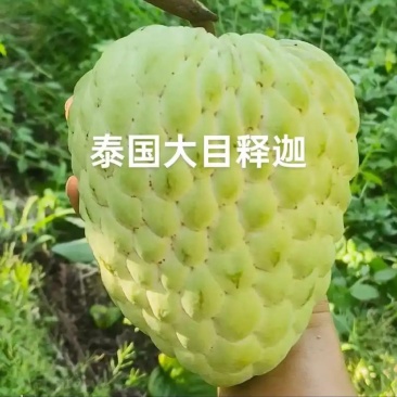 鸿欣泰国大目释迦基地直供