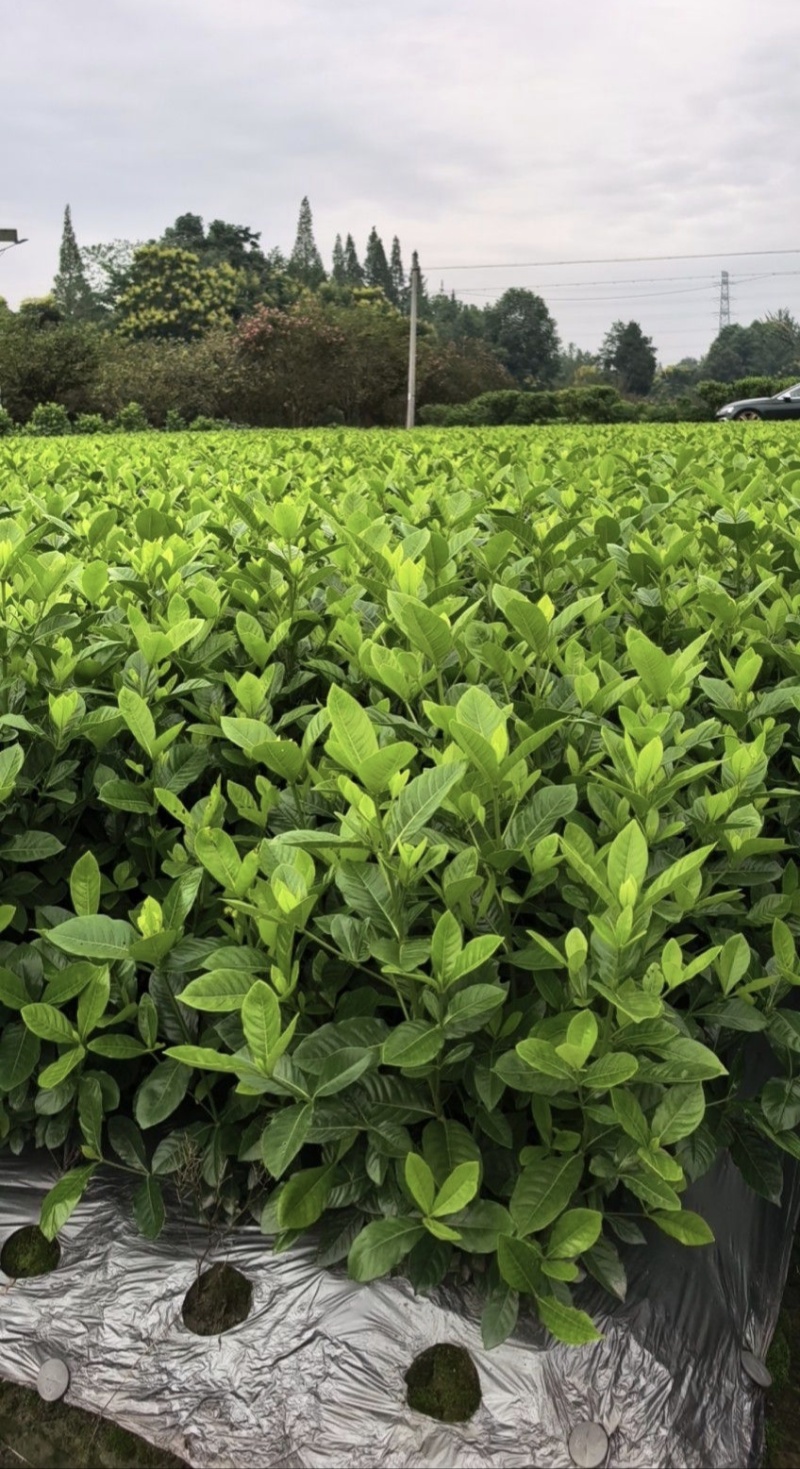 栀子花杯苗，高度30-50厘米各种规格，大小杯均有货。