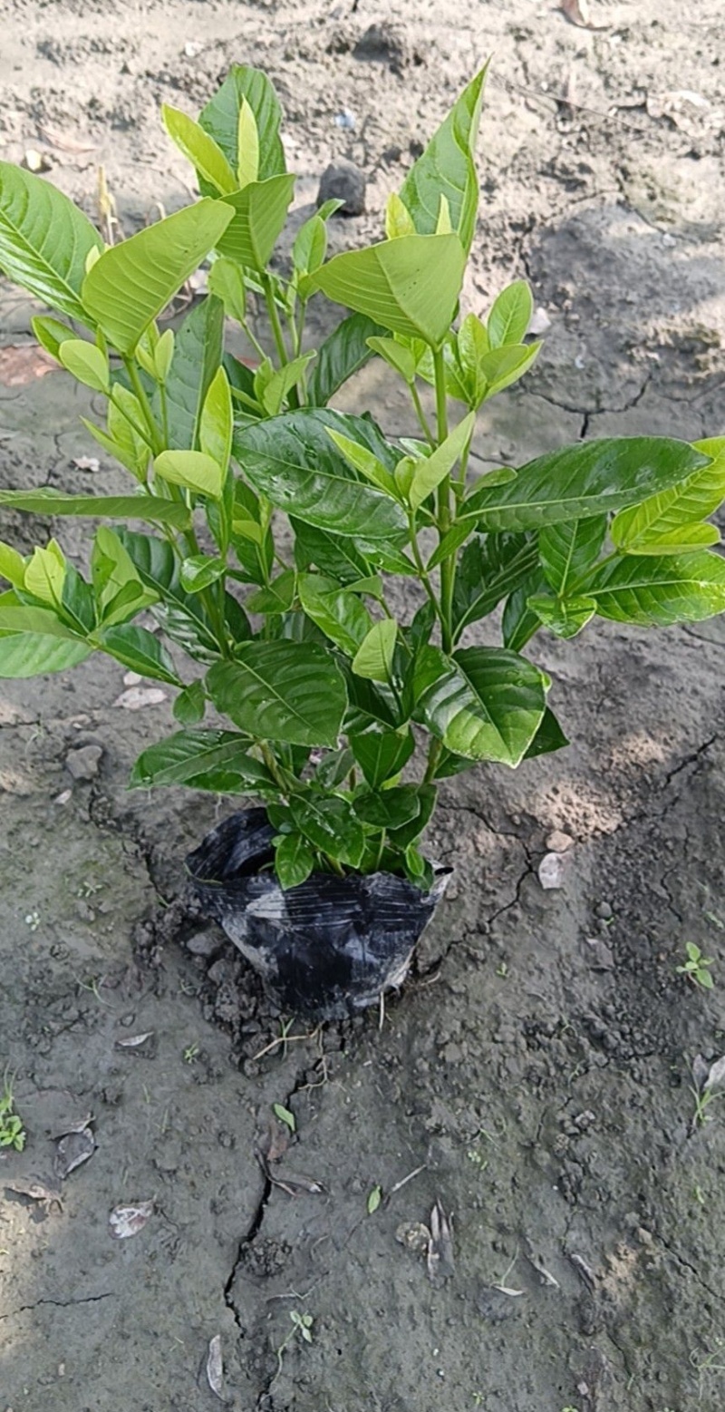栀子花杯苗，高度30-50厘米各种规格，大小杯均有货。