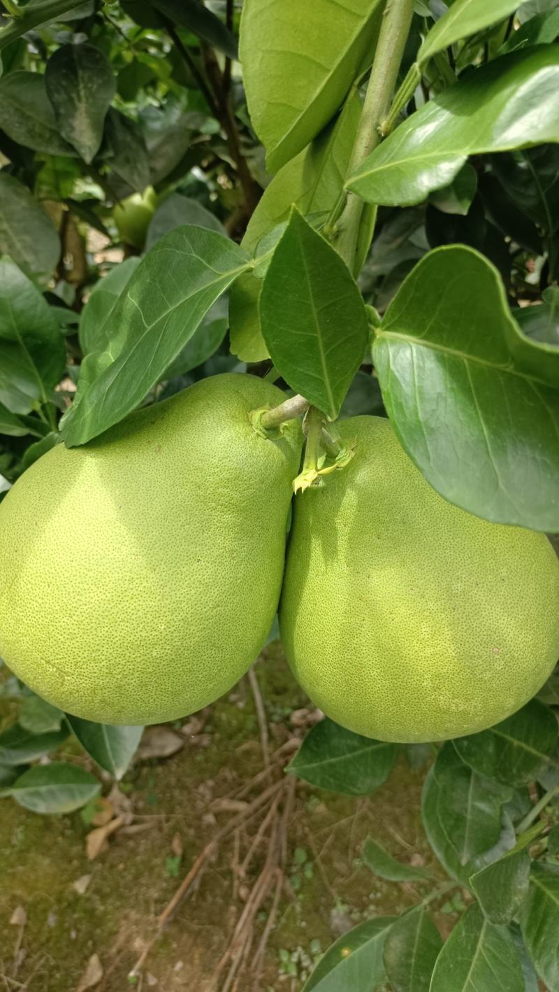 山高黄金袖子