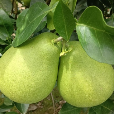 山高黄金袖子