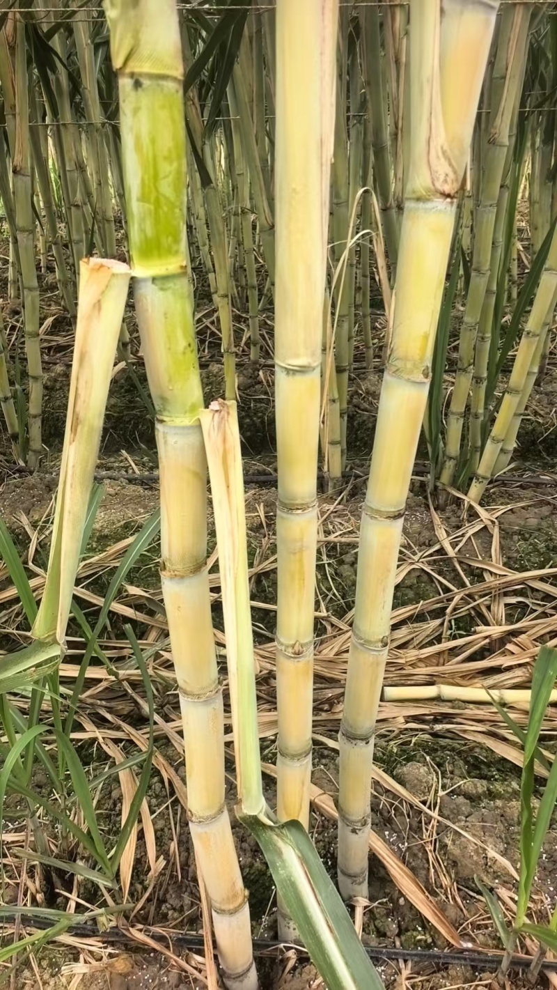 粤翠广东种苗