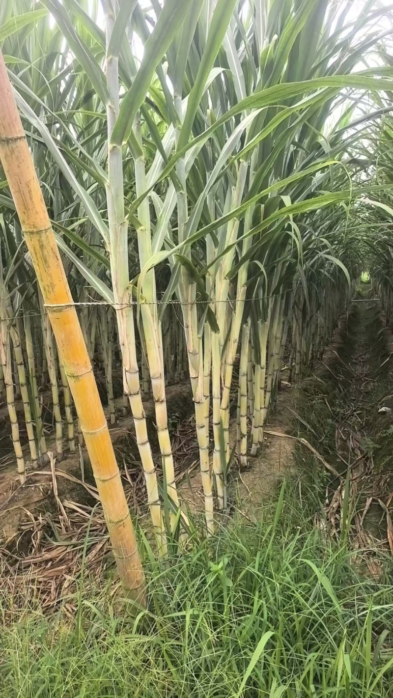 粤翠广东种苗