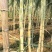 粤翠广东种苗