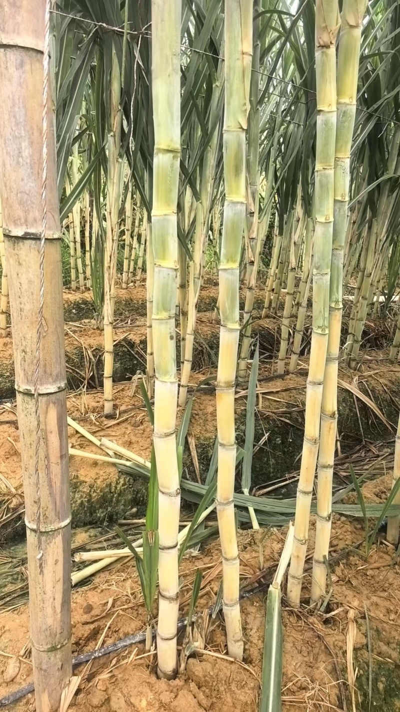 粤翠广东种苗