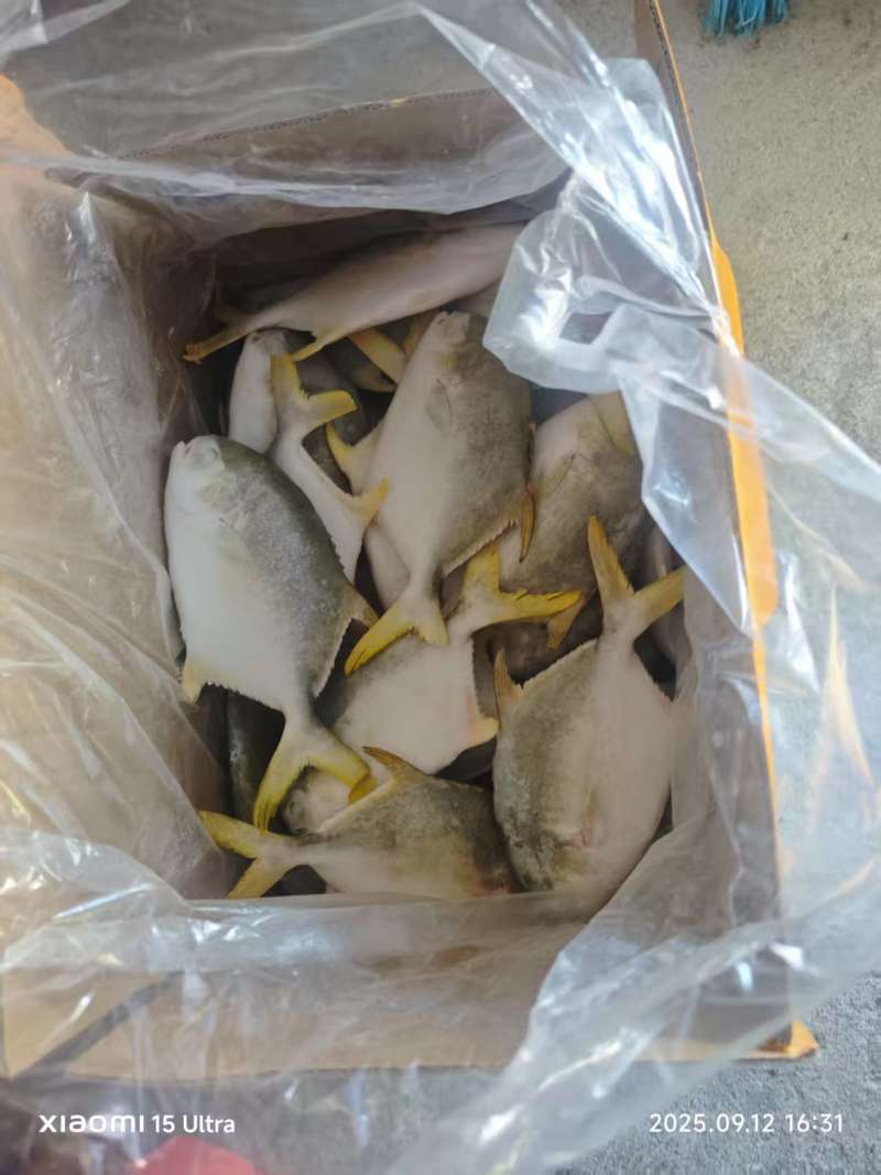 单冻金鲳鱼300-400-500-600-700