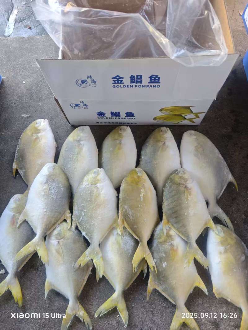 单冻金鲳鱼300-400-500-600-700