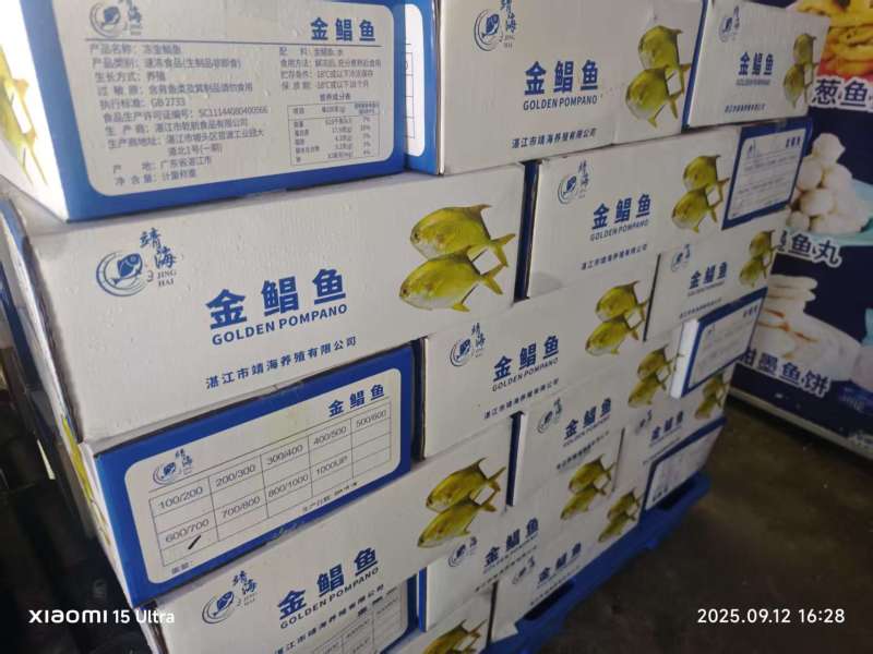 单冻金鲳鱼300-400-500-600-700