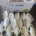单冻金鲳鱼300-400-500-600-700