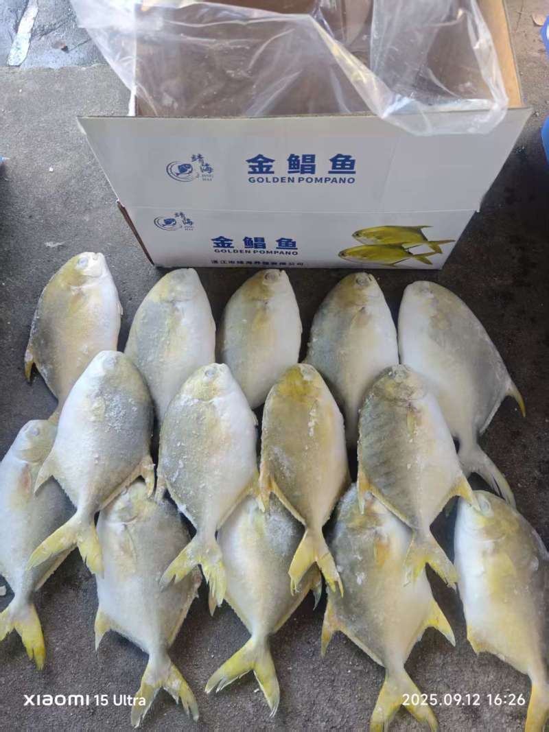 单冻金鲳鱼300-400-500-600-700