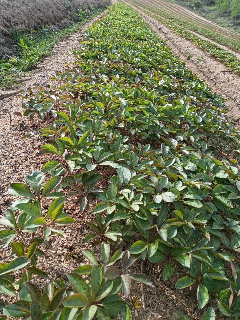 【视频看货】四年精品赤芍苗，基地直发，技术支持