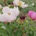 【视频看货】四年精品赤芍苗，基地直发，技术支持