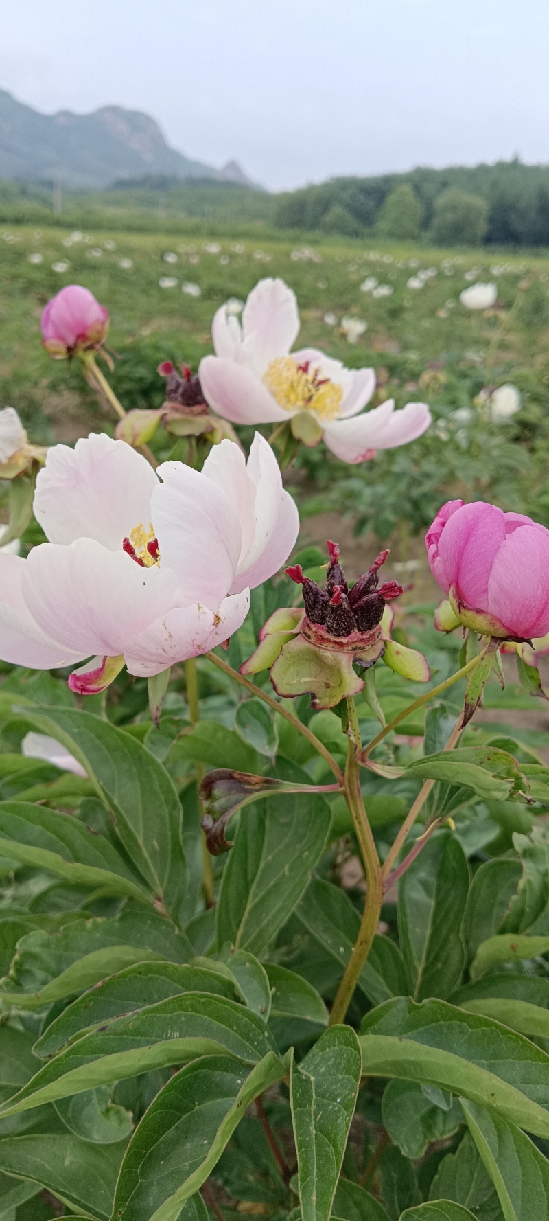 【视频看货】四年精品赤芍苗，基地直发，技术支持