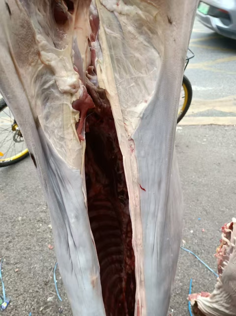 清远白条羊可承接批发市场欢迎各地老板咨询