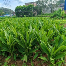 广西钦州市灵山县自家大规模种植