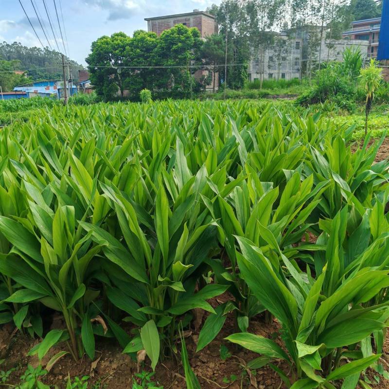 广西钦州市灵山县自家大规模种植