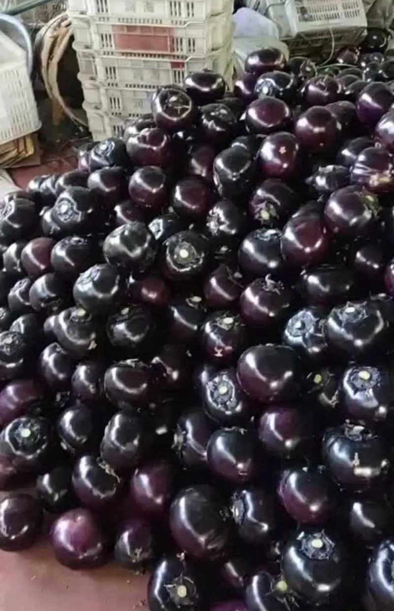 【紫光圆茄】山东精品圆茄紫光圆茄产地直销量大从优对接全国