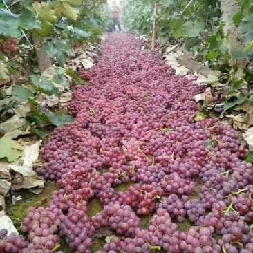 巨峰葡萄