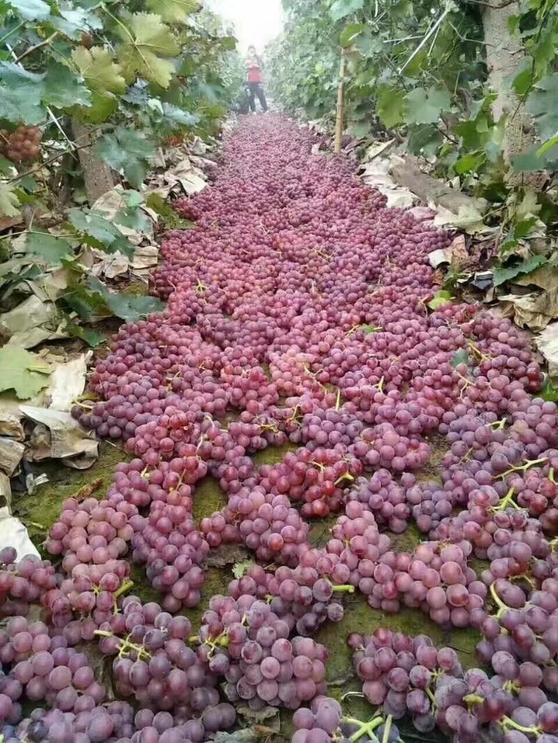 巨峰葡萄