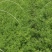 迎春花基地批发，大小杯容器苗，藤长50-1米，各种规格。