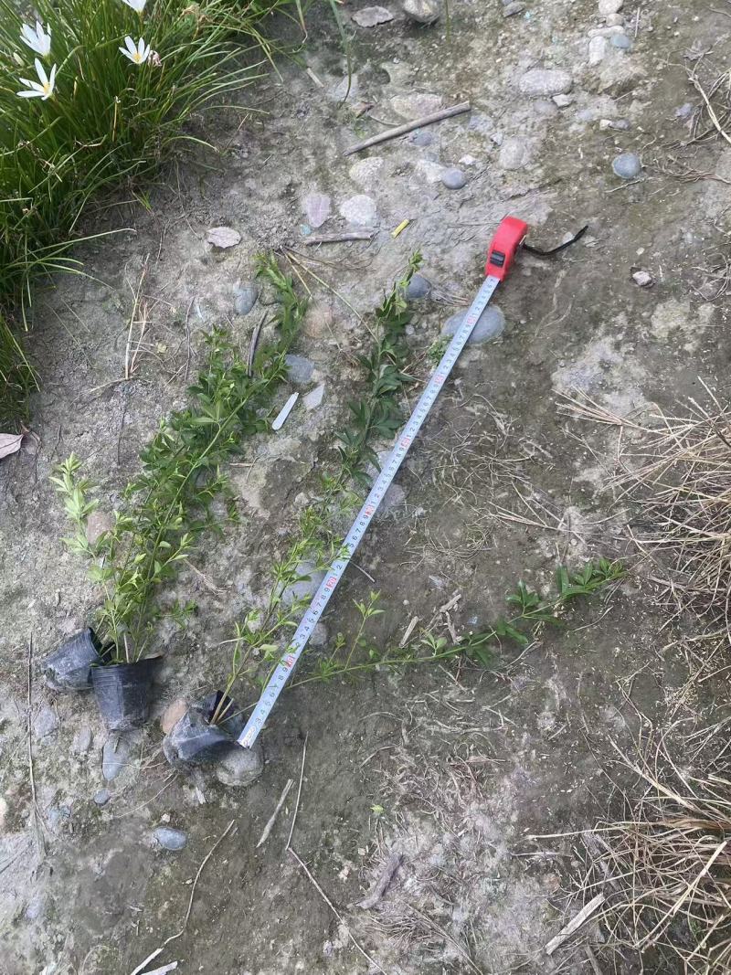 迎春花基地批发，大小杯容器苗，藤长50-1米，各种规格。