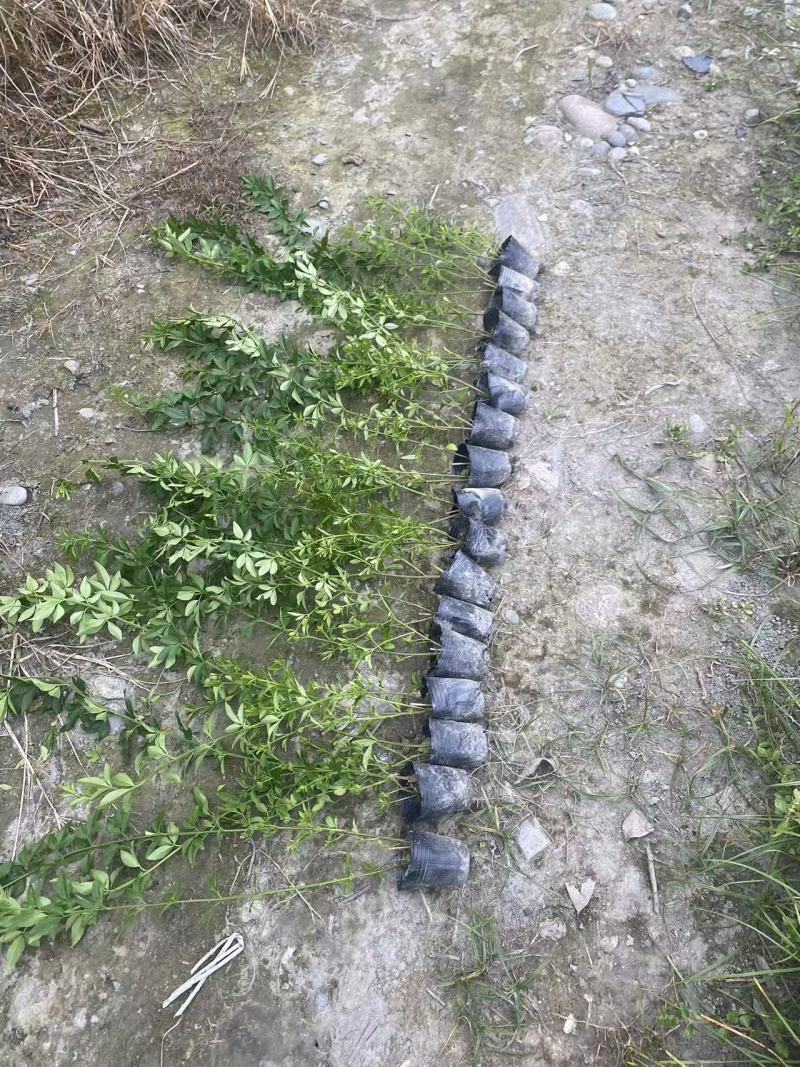 迎春花基地批发，大小杯容器苗，藤长50-1米，各种规格。