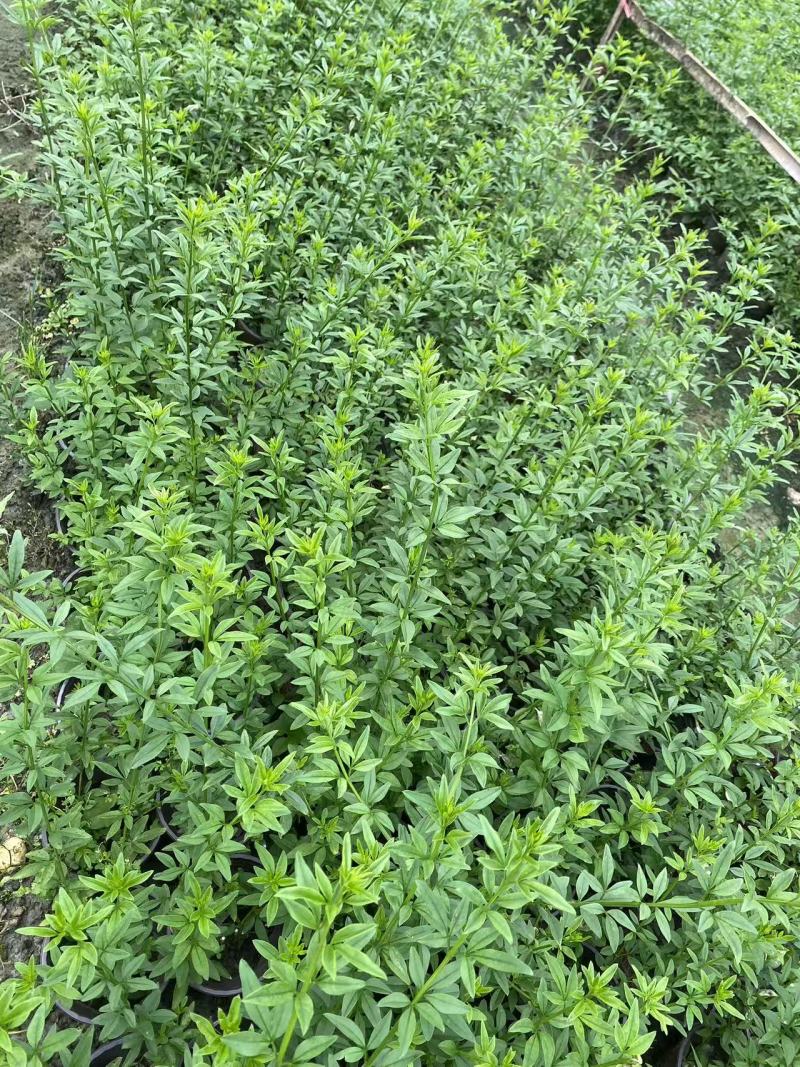 迎春花基地批发，大小杯容器苗，藤长50-1米，各种规格。