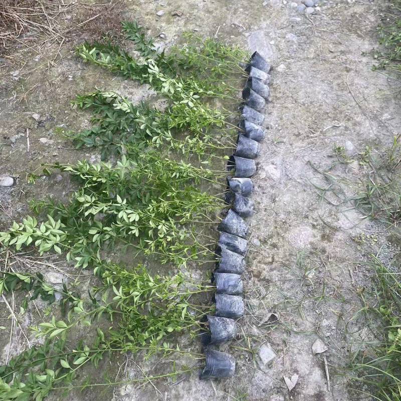 迎春花基地批发，大小杯容器苗，藤长50-1米，各种规格。