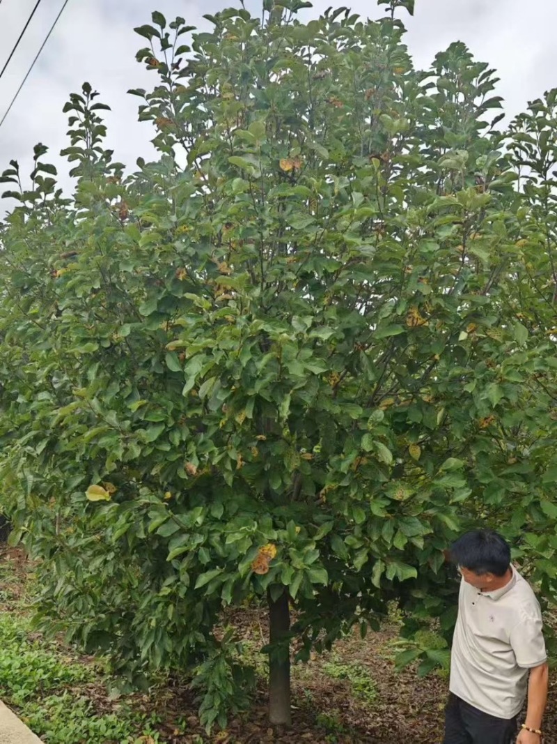 【红玉兰】玉兰树地径12公分规格齐全树形优美成活率高