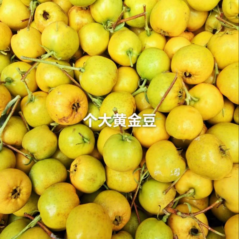 新鲜山楂果，山东黄金豆山楂品质保证酸甜可口欢迎联系