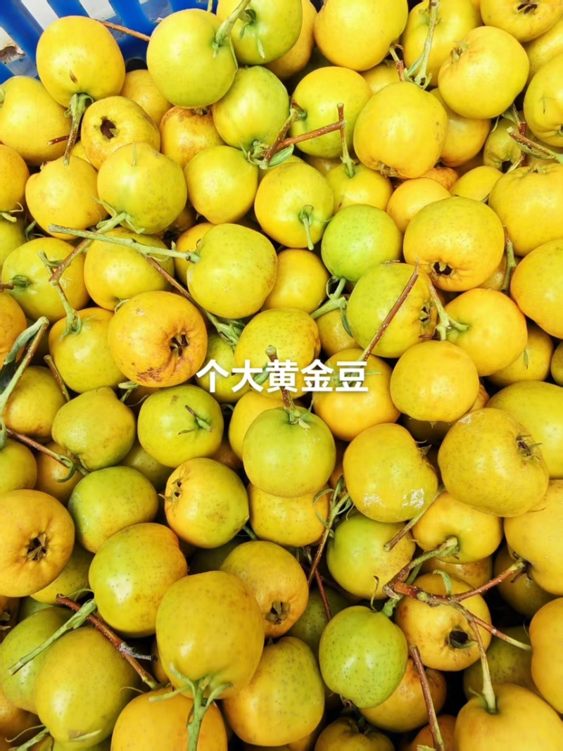 新鲜山楂果，山东黄金豆山楂品质保证酸甜可口欢迎联系