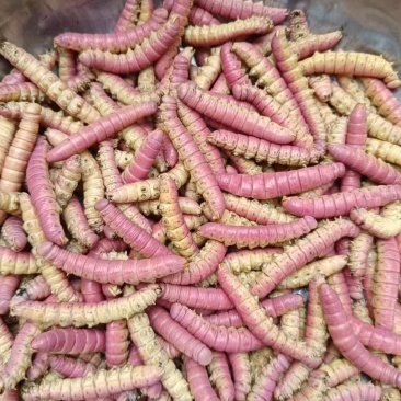 入蜇大头黄，豆虫