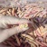 入蜇大头黄，豆虫