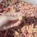 入蜇大头黄，豆虫