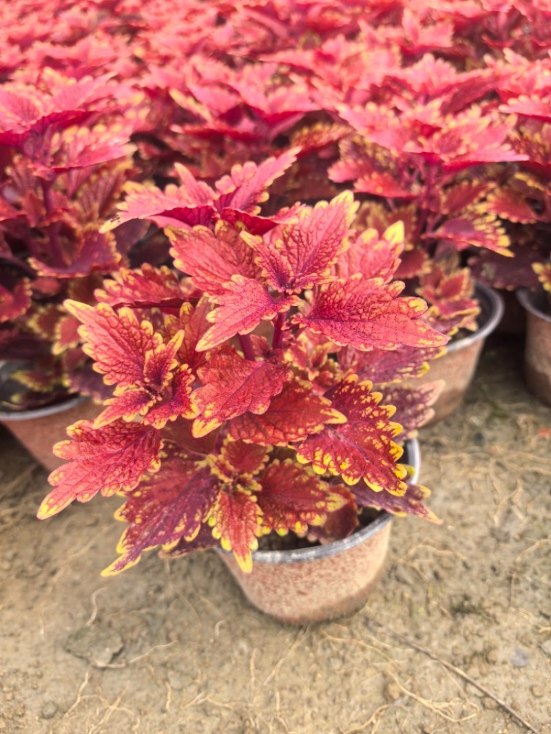 彩叶草容器苗，冠幅饱满，各种花色，基地批发
