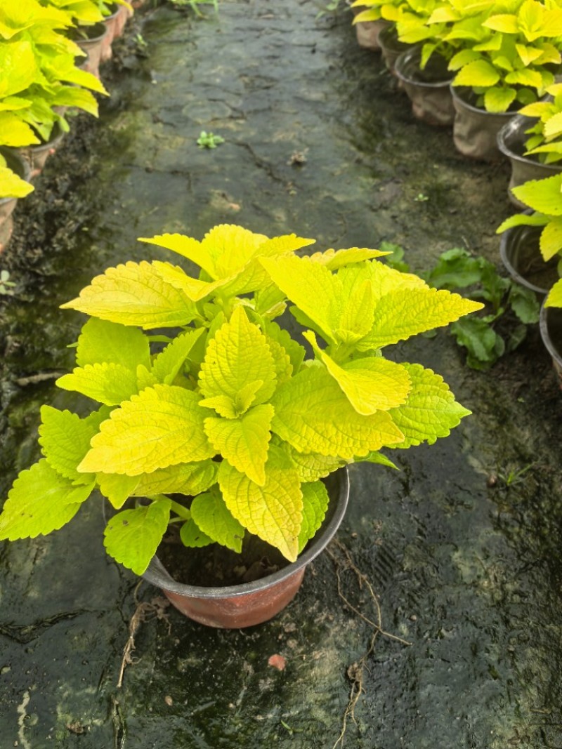 彩叶草容器苗，冠幅饱满，各种花色，基地批发