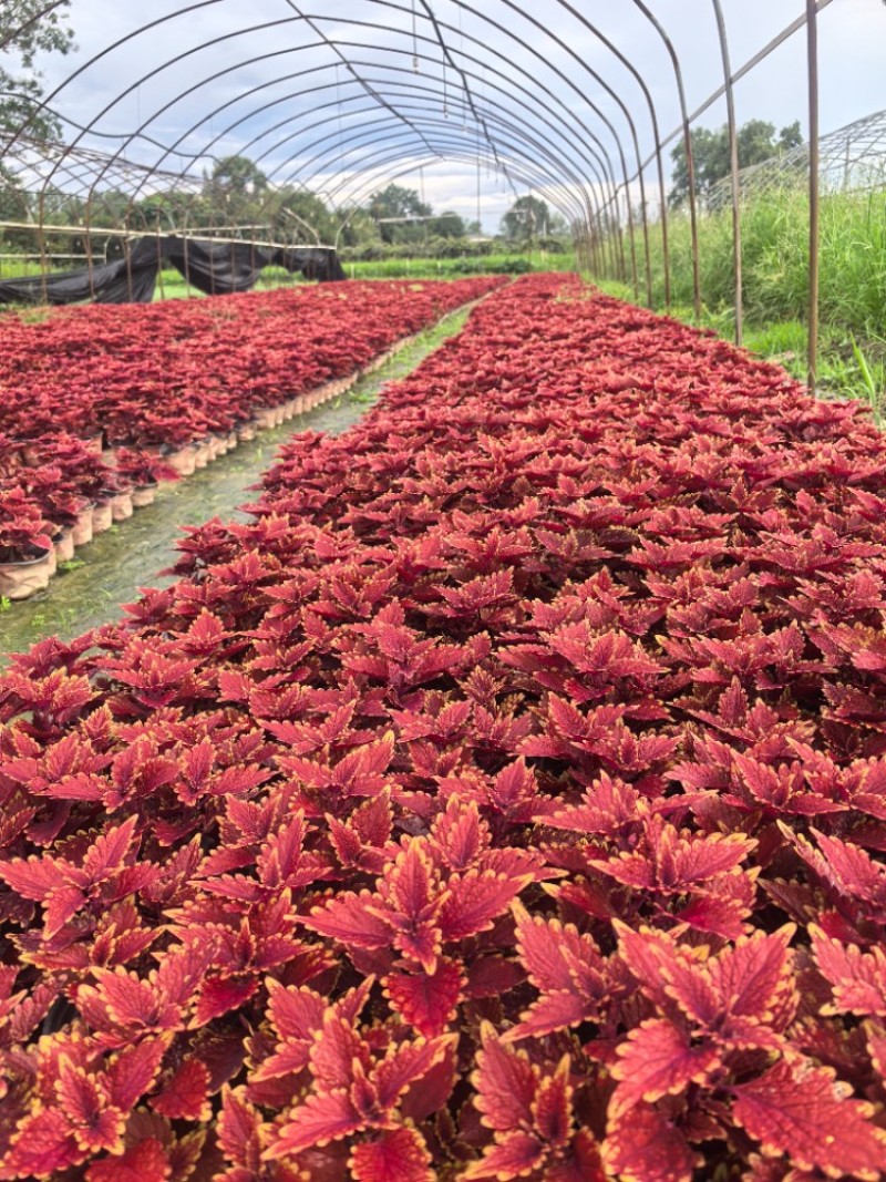 彩叶草容器苗，冠幅饱满，各种花色，基地批发